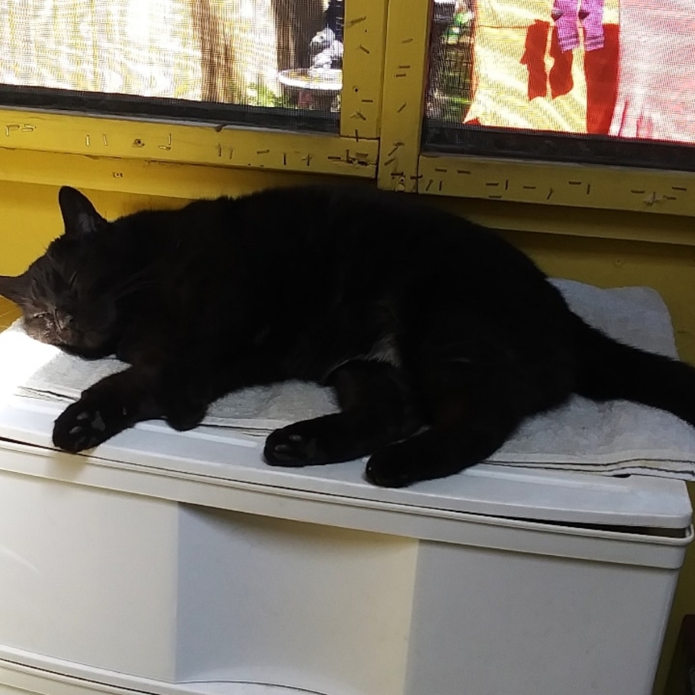 Meet your Posher, Sheila